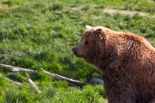 Perfil Grande Urso Marrom Cagando Luz Sol Tarde Com Fundo — Fotografia de Stock