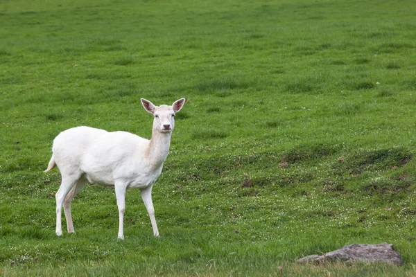 Small White Deer Standing Hillside Vibrant Green Spring Grass White — Stock Photo, Image