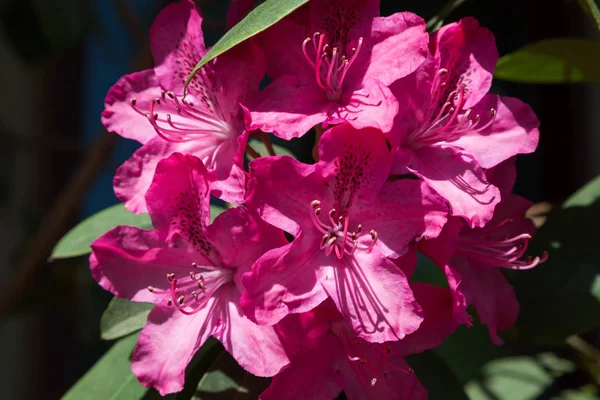 A vibrant pink group of blooms on a rhododendron plant highlighted by the afternoon sunshine with dramatic shadows.