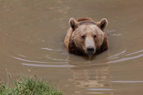 Великий Жіночий Коричневий Ведмідь Грязьовому Ставку Водою Викидається Рота — стокове фото