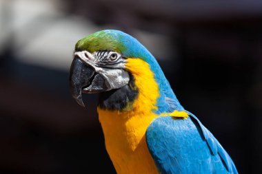 Gün ışığında göz ve tüy detay gösterilen bir mavi ve sarı Güney Amerika Amerika papağanı papağan üst vücut.