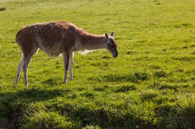 Bir tepenin üzerinde bir küçük Lama duran öğleden sonra güneş zevk canlı yeşil bahar çimen kaplı.