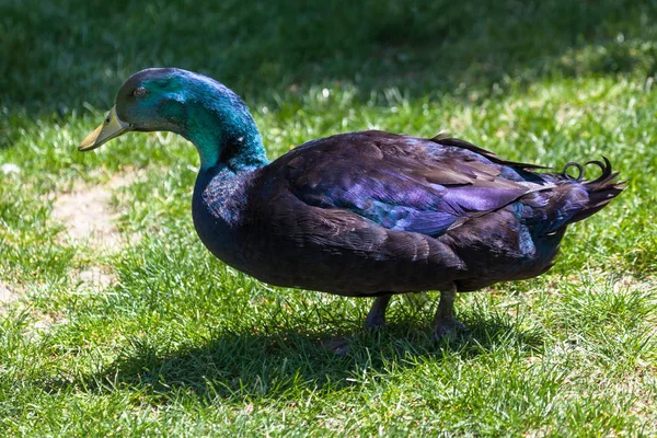 Cayugo Duck Balck Feathers Change Purple Blue Green Sunshine Reflects — Stock Photo, Image