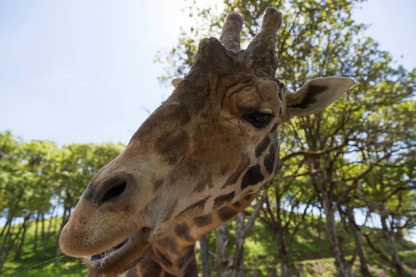 Baharda meşe ağaçlarının arka plan bulanık ile bir aperatif yemek büyük bir yetişkin zürafa Başkanı.