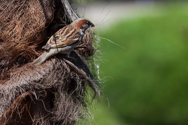 Pequeño Pájaro Cantor Recogiendo Fibras Árbol Para Nido Iluminado Por —  Fotos de Stock