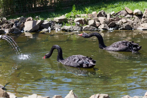 Dos Cisnes Negros Nadan Pequeño Estanque Bajo Sol Primaveral —  Fotos de Stock