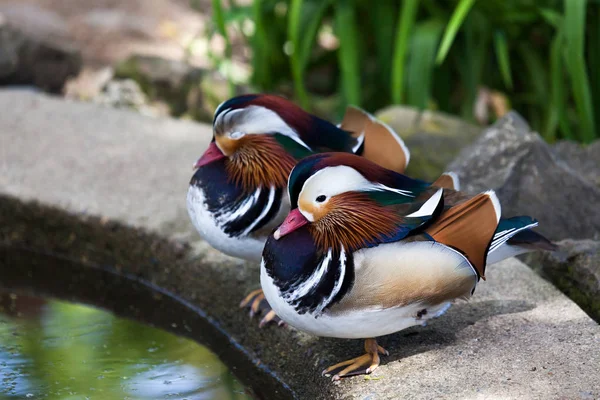 Dos Patos Mandarín Con Colores Patrones Elaborados Que Descansan Junto —  Fotos de Stock