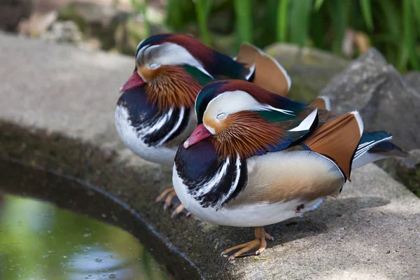 Dos Patos Mandarín Con Colores Patrones Elaborados Que Duermen Junto —  Fotos de Stock