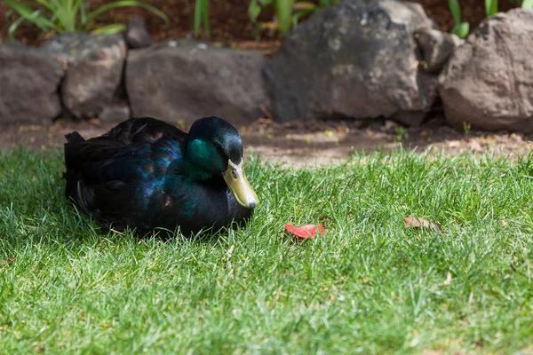 Pato Cayugo Con Plumas Bálsamo Que Cambian Púrpura Azul Verde —  Fotos de Stock