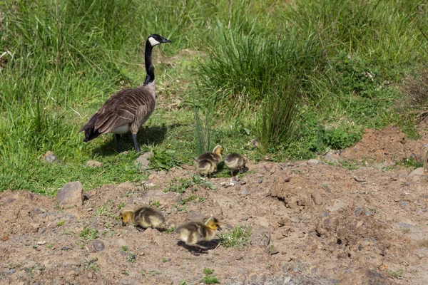 Una Madre Ganso Canadiense Vigila Sus Cuatro Bebés Mientras Buscan — Foto de Stock