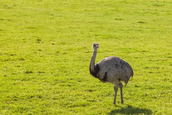 Ein Ausgewachsener Rhea Vogel Der Einem Emus Oder Strauß Ähnelt — Stockfoto