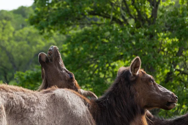 Female Elk Tilting Her Head Back Eat Food Pellets While — Stock Photo, Image