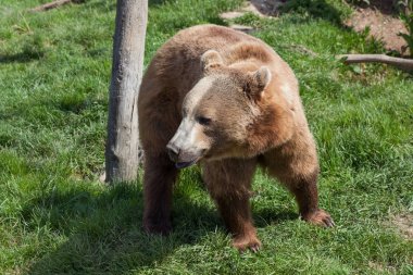 Bahar güneş toprağa eski bir günlüğüne tarafından yeşil çimenlerin üzerinde yürüyüş büyük bir boz ayı.