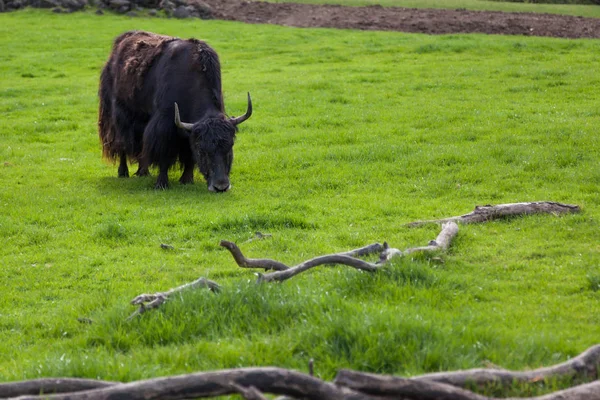 Black Brown Tibetan Yak Eating Young Spring Grass Field — Stock Photo, Image