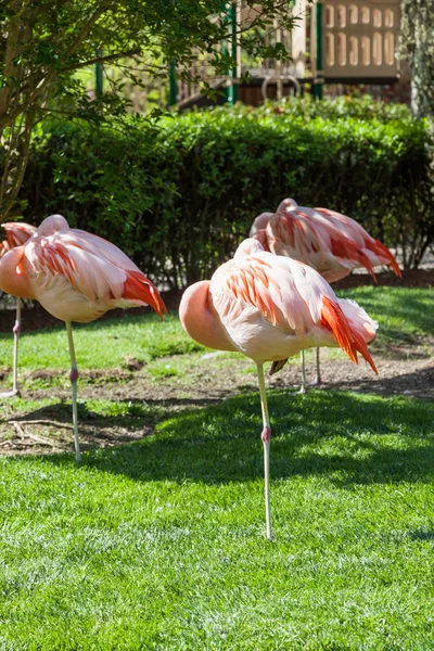 Five Pink Flamingos Standing One Leg Shade Small Tree Taking — Stock Photo, Image