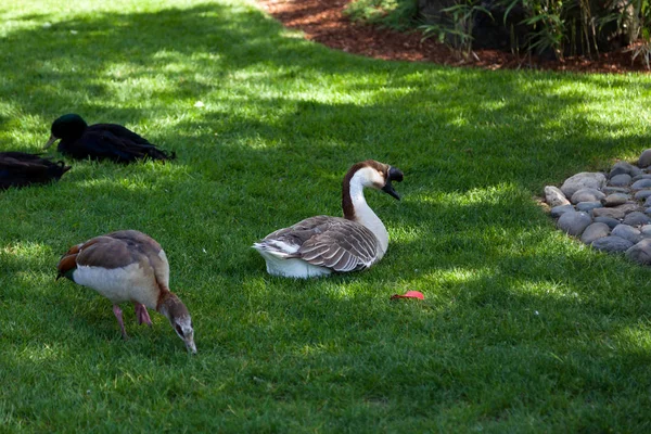 鸭子和鹅享用绿色春天草地毯的树荫 — 图库照片