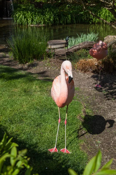 Flamant Rose Debout Soleil Deuxième Flamant Rose Traînant Sur Une — Photo