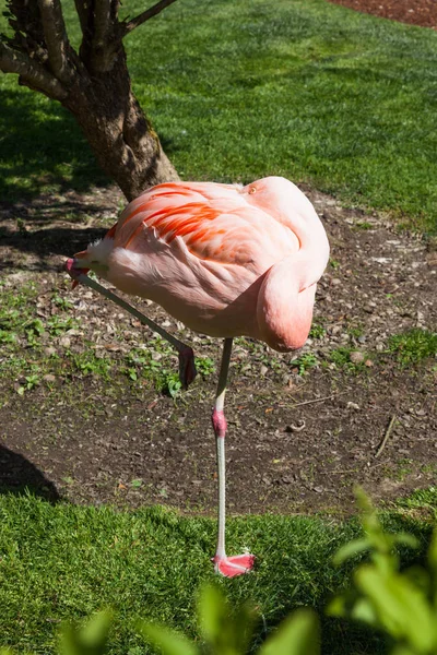 Flamenco Rosado Con Cabeza Metida Bajo Ala Descansando Pie —  Fotos de Stock