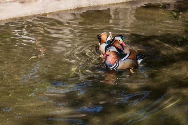 Dos Patos Mandarín Con Colores Patrones Elaborados Nadan Estanque Poco —  Fotos de Stock