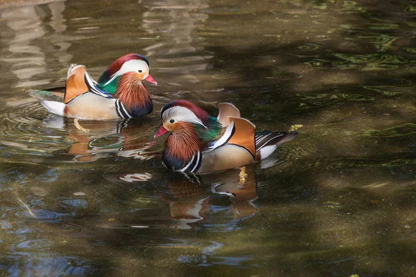Dos Patos Mandarín Con Colores Patrones Elaborados Nadan Estanque Poco —  Fotos de Stock