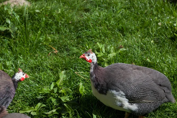 Pärlhöns Fåglar Med Mörk Grå Fjädrar Med Vita Fläckar Och — Stockfoto