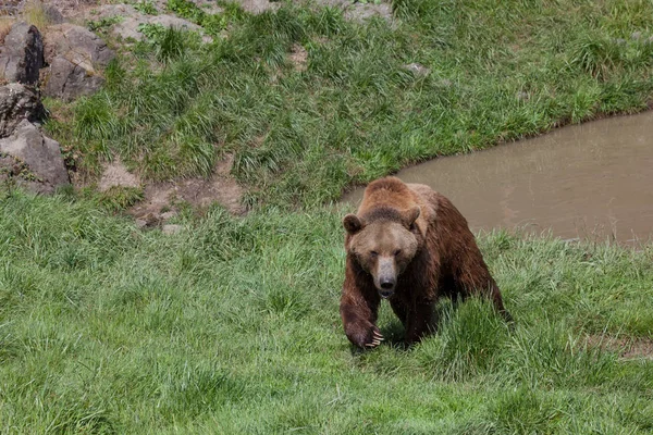 濡れた女性ヒグマ泥だらけの池を終了し 春の日差しの中で緑の芝生を渡って歩く — ストック写真