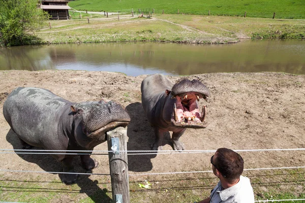 Winston Oregon Kwiecień 2014 Pracownika Wildlife Safari Współdziała Dwóch Dużych — Zdjęcie stockowe