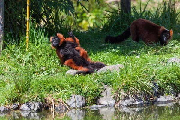 Red Ruffed Lemur Relaxes Spring Sunshine Belly While Another Lemur — Stock Photo, Image