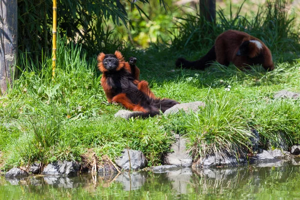 一个红色的被毛的狐猴在池塘旁的阳光下懒洋洋地躺在春天的草地上 他的手被撞了一下 — 图库照片