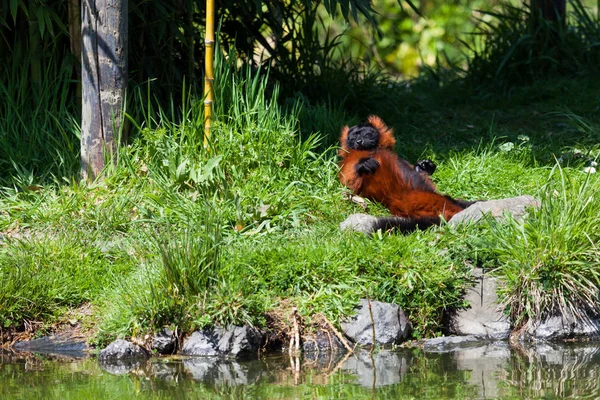 Ein Roter Rüschenmaki Liegt Der Frühlingssonne Auf Einer Grasbewachsenen Bank — Stockfoto