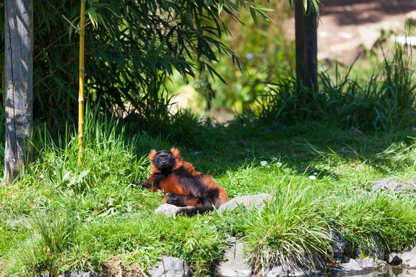 Lemur Wari Red Opalając Się Promieniach Słońca Wiosna Trawiastym Brzegu — Zdjęcie stockowe