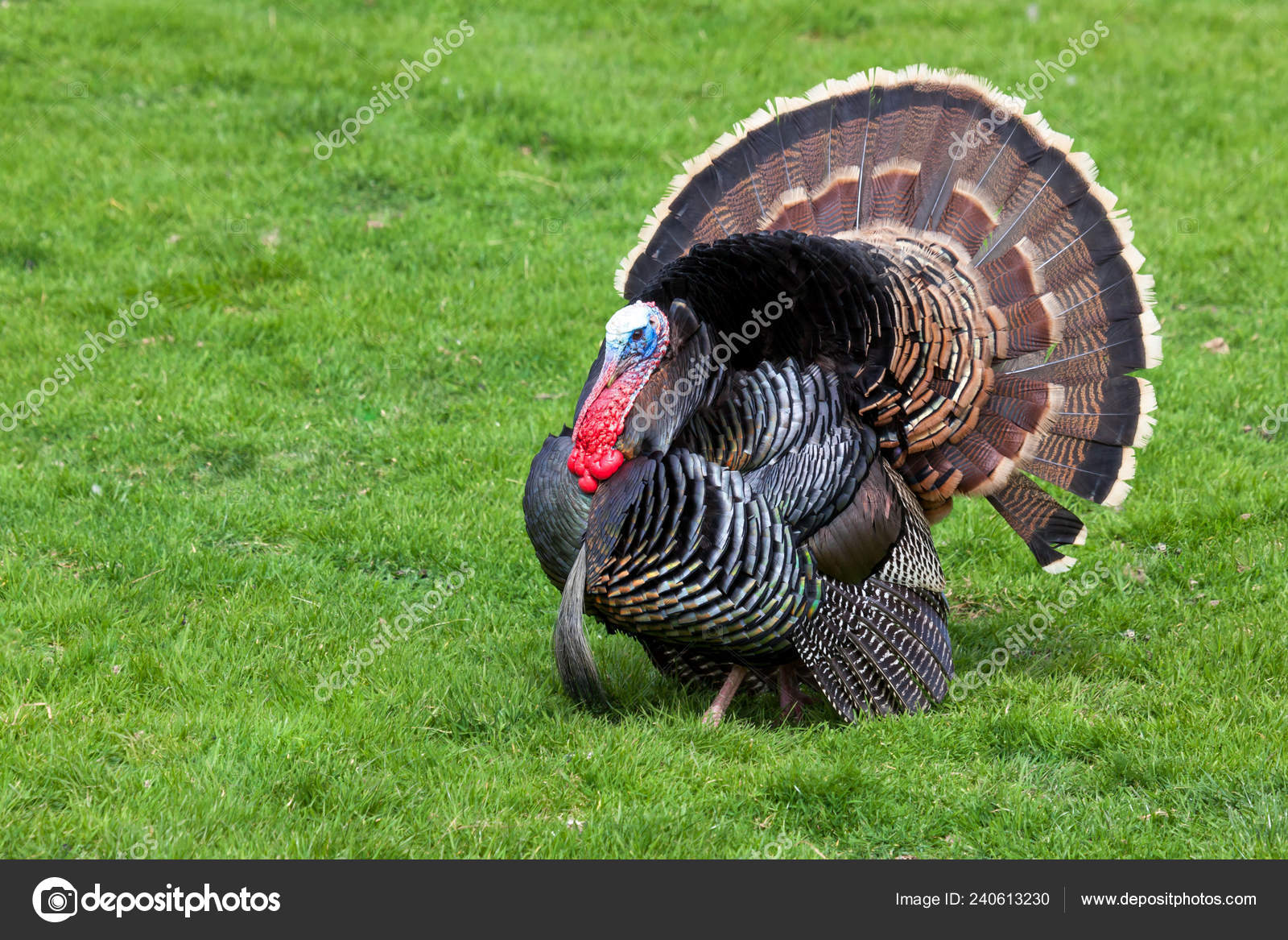 羽を広げると大きな男性の七面鳥は 春の草の上歩く — ストック写真