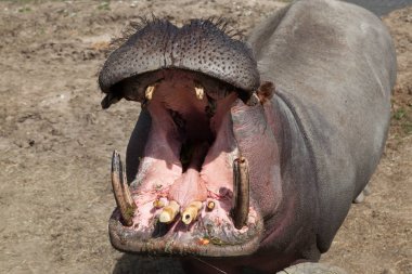 Dişlerini gösteren güneş ışığı ağız açıklığı ile ayakta su aygırı açın.