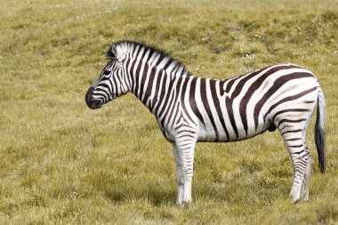 Profil çimenli bir tepe üzerinde bir siyah ve beyaz soyulmuş zebra ayakta.