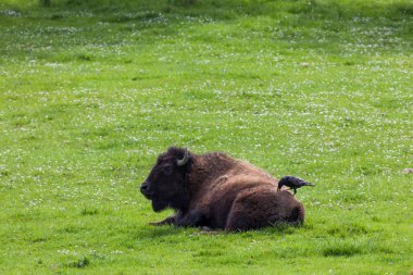 Bir Amerikan bizonu sırtını kapalı kürk çekerek siyah bir kuş ile bahar çimen çiçekler tam uyuyor.