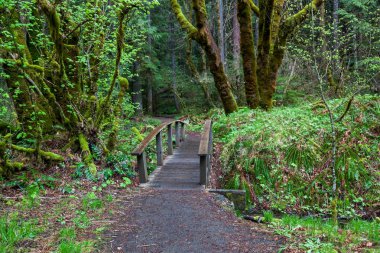 Bir küçük ahşap yürüyüş köprü Toketee Falls Oregon için kalın orman ile iz başlar.