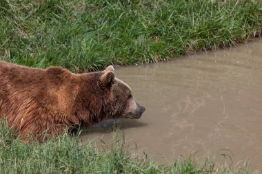 Büyük bir boz ayı sığ bir çamurlu su birikintisi içine bir güneşli bahar gününde yüzüyor..