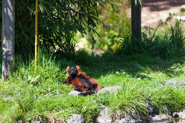 Red Ruffed Lemur Banhos Sol Sol Primavera Banco Gramado Lado — Fotografia de Stock