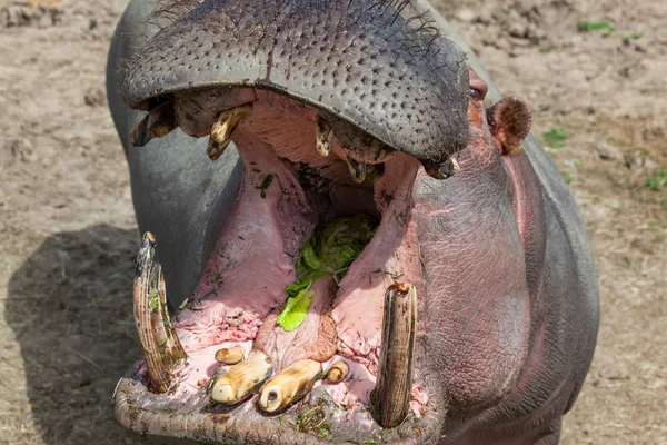 Gran Hipopótamo Con Boca Abierta Mostrando Sus Dientes Colmillos Esperando —  Fotos de Stock