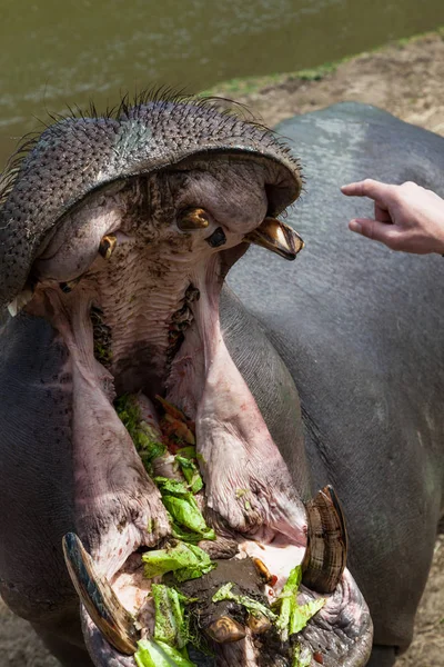 Hippopotame Entraîné Ouvre Grand Bouche Tandis Entraîneur Pointe Ses Dents — Photo