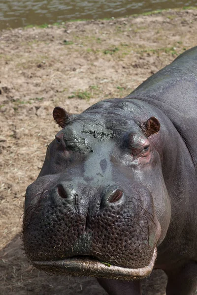 Великий Гіпопотам Брудним Обличчям Позує Його Портрет Сонці — стокове фото