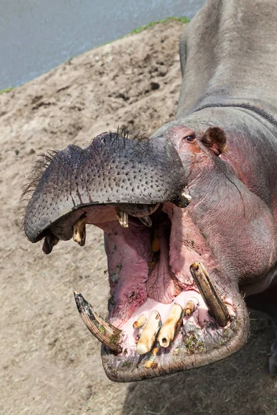 Hippopotame Debout Soleil Avec Bouche Ouverte Montrant Ses Dents — Photo