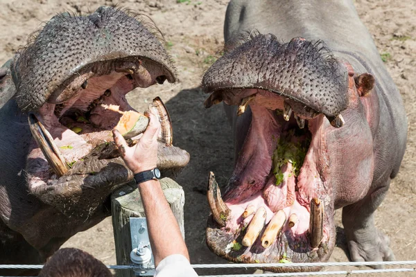 Два Великих Гіпопотама Відкритими Ротами Чекають Частування Від Свого Тренера — стокове фото