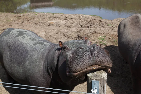 Gran Hipopótamo Con Una Cara Fangosa Descansa Barbilla Poste Valla —  Fotos de Stock