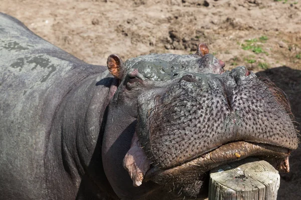 Великий Гіпопотама Брудним Обличчям Спирається Підборіддя Паркані Сонці — стокове фото