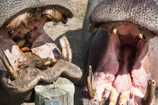 Два Великих Гіпопотамуса Відкритими Ротами Чекають Частування Від Свого Тренера — стокове фото