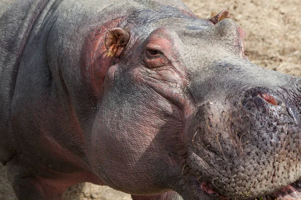 Curioso Hipopótamo Entra Para Encuentro Cercano Con Los Visitantes Día —  Fotos de Stock