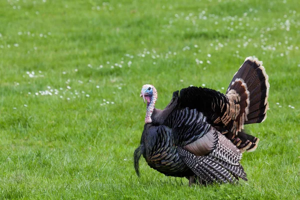 Ein Großes Truthahnmännchen Mit Ausgebreiteten Federn Spaziert Auf Dem Frühlingsgras — Stockfoto