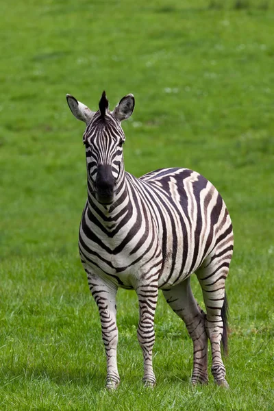 Adult Zebra Looking Straight Ahead While Standing Green Spring Grass — Stock Photo, Image