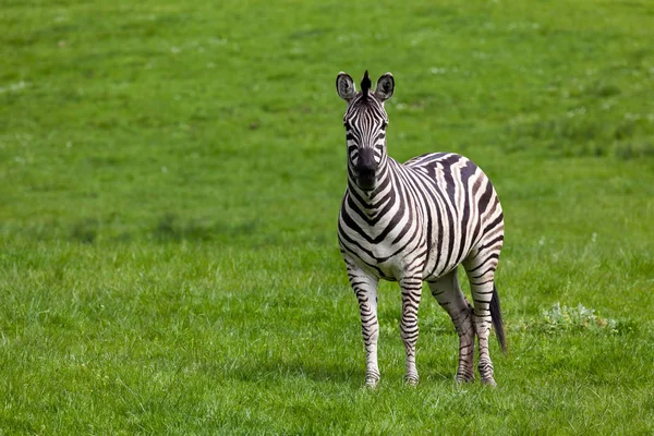 An adult zebra looking straight ahead while standing in green spring grass.